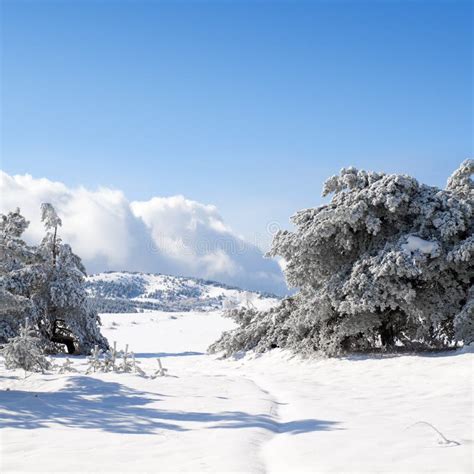 Wintry forest stock image. Image of wood, nature, spruce - 18110895