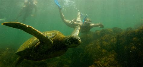 Snorkeling in the Galapagos ⋆ Galapagos Islands - Travel Guide