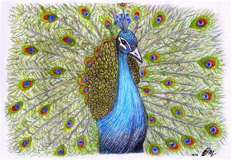 my pastel drawing: Peacock by barbarabm on DeviantArt