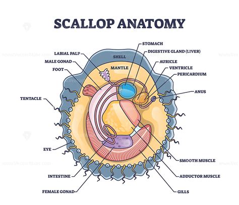 Scallop Anatomy