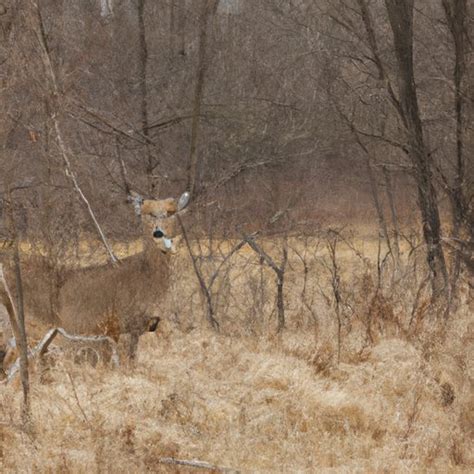 How Far Do Whitetail Deer Travel in a Day? - The Enlightened Mindset