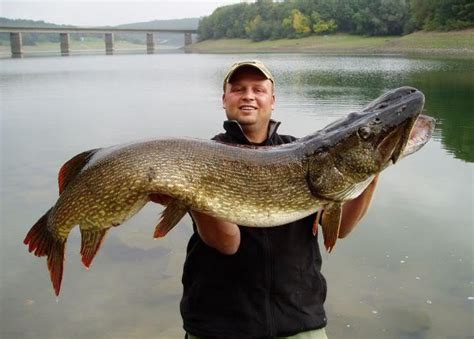 International Fishing News: GERMANY: giant pike of 55 inch and 52 lb