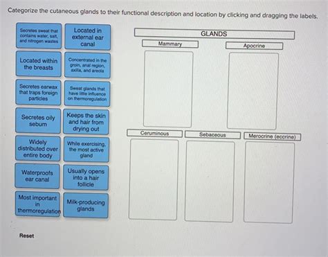 Solved Categorize the cutaneous glands to their functional | Chegg.com