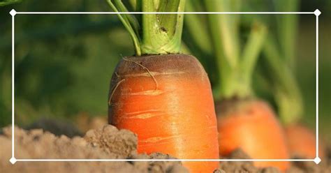 Growing Carrots in Raised Beds, Gardens, and Containers