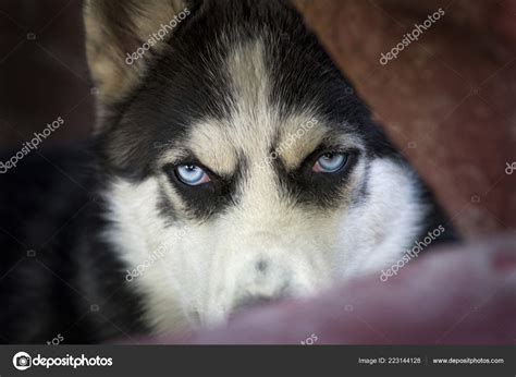 Siberian Husky Angry Face