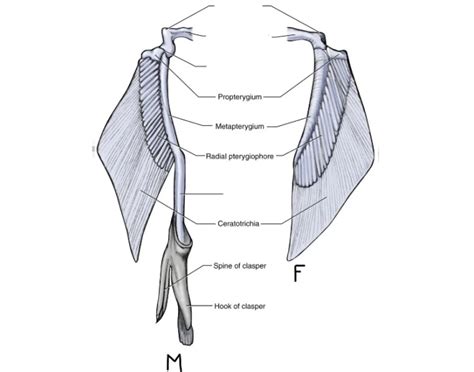 Shark Pelvic Fin Quiz