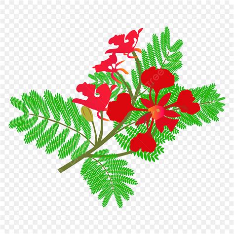 Maximiliana Regia PNG, Vector, PSD, and Clipart With Transparent ...