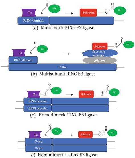 Functional Significance of the E3 Ubiquitin Ligases in Disease and Therapeutics | IntechOpen