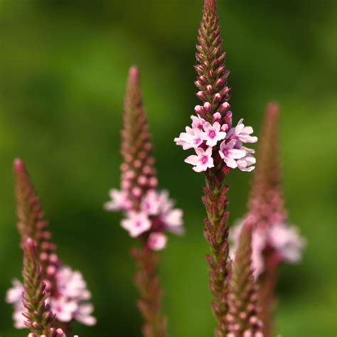 Seeds of VERBENA OFFICINALIS - Vervain - The Original Garden