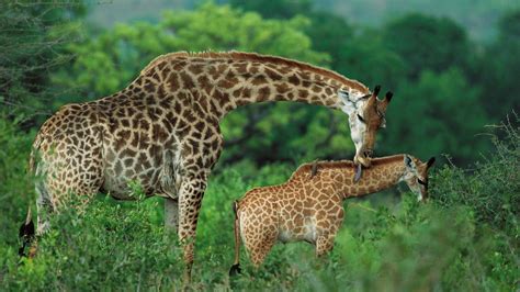 Download Mother And Baby Giraffe In Jungle Wallpaper | Wallpapers.com