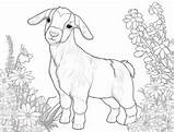 Boer Goat Coloring Sketch  Page sketch template