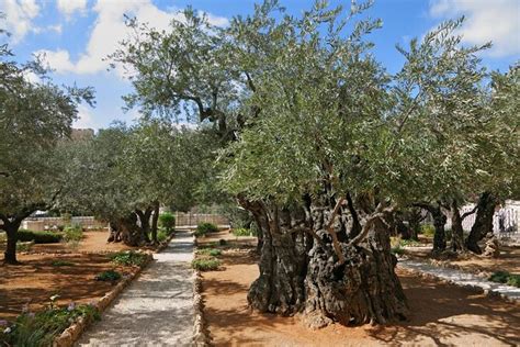 The Garden Of Gethsemane Today | Fasci Garden