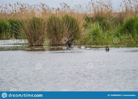 Birds in Danube Delta, Romania Stock Photo - Image of wild, vegetation ...