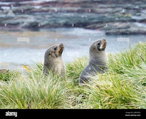 Antarctic Fur Seal (Arctocephalus gazella) in typical Tussock Grass. Antarctica, Subantarctica ...