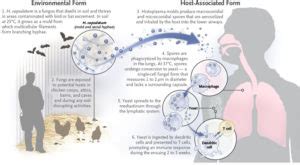 Histoplasmosis: Causes, Symptoms and Treatment