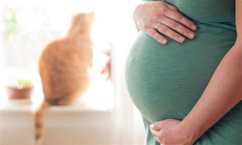 Toxoplasmosis During Pregnancy - Women Fitness