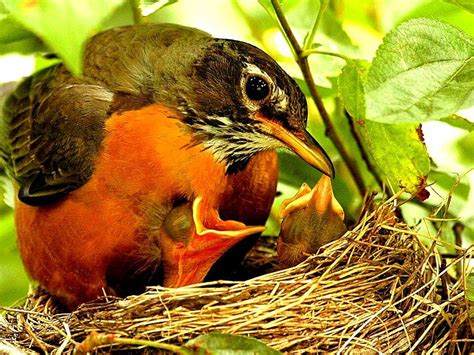 Avian architects weave their magic during nesting season - The Boston Globe