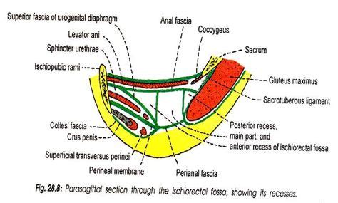 anterior recess of ischiorectal fossa - Google Search | Fossa, Levator ani