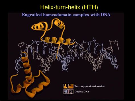 PPT - DNA binding domains and activation domains of transcription ...