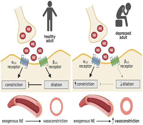 Microvascular β-Adrenergic Receptor-Mediated Vasodilation Is Attenuated ...