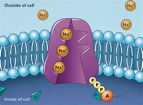 Sodium Potassium Pump Diagram