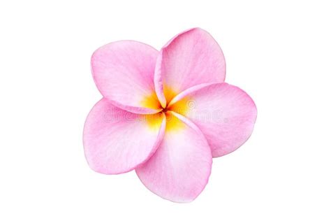 Close Up Pink Frangipani Flower Isolated On White Stock Image - Image of white, romance: 55391359