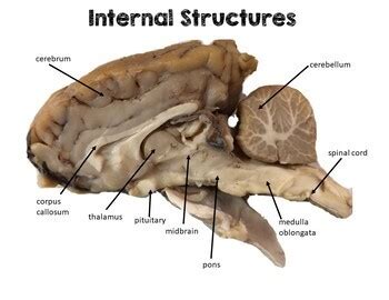 Sheep Brain Dissection Lab: Structures & Functions of the Central ...