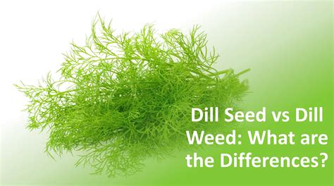 Dill Seed vs Dill Weed: What are the Differences?