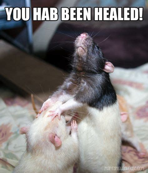 16 Rat Memes ideas | rats, pet rats, cute rats