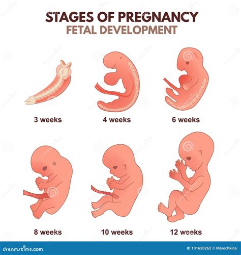 Human Embryo