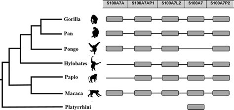 Resume of S100A7 duplicated genes found in public databases for... | Download Scientific Diagram