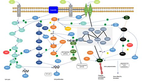 Focal adhesion焦点粘附FAs-武汉华美生物