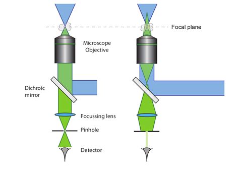 Science & Math Confocal Microscopy Biological Sciences criminal-justice ...