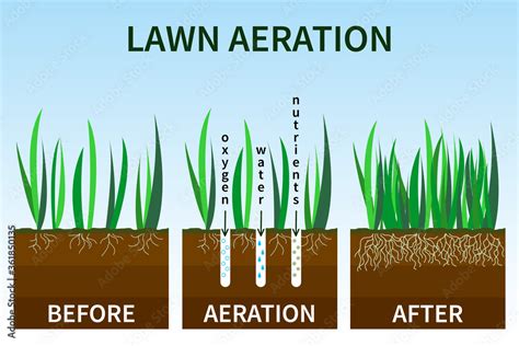 Vector illustration of stages lawn aeration. Before and after steps. Concept of lawn grass care ...