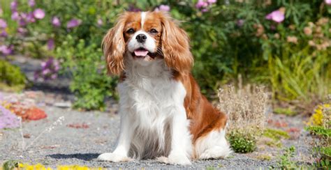 Cavalier King Charles Spaniel Guide (Breed Characteristics)