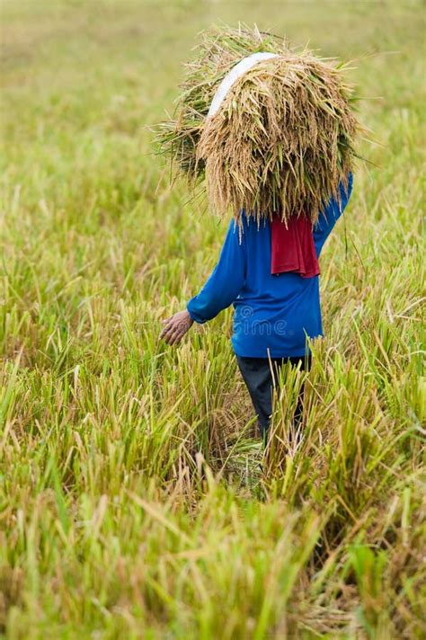 Farmer Harvesting Rice Paddy Stock Photo - Image of human, carry: 5567622