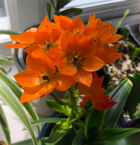 Caring for Indoor 'Star of Bethlehems' (Ornithogalum Dibium)