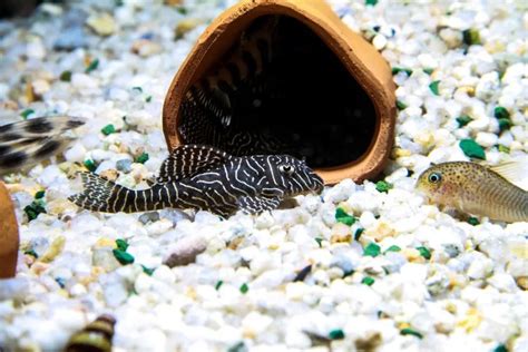 Full Pleco Breeding Guide (Everything You Need to Know) - Avid Aquarist