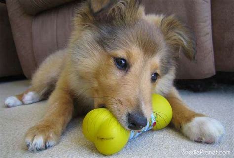 The Basics of Sheltie Puppy Training | Sheltie Planet