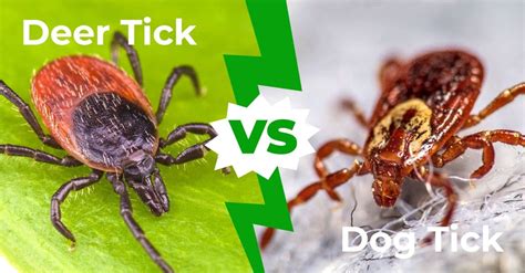 Deer Tick vs Dog Tick - A-Z Animals