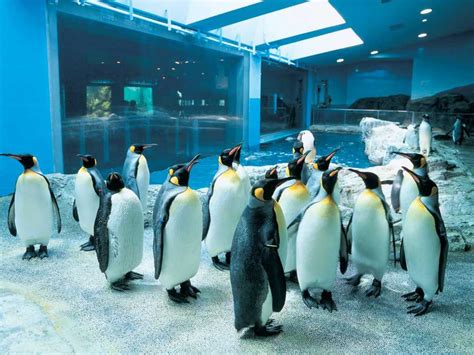 ペンギンにさわれるのは日本でここだけ！「長崎ペンギン水族館」｜るるぶ&more.