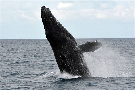 Free Images : sea, play, jump, marine life, humpback whale, vertebrate, joy, large, wal, marine ...