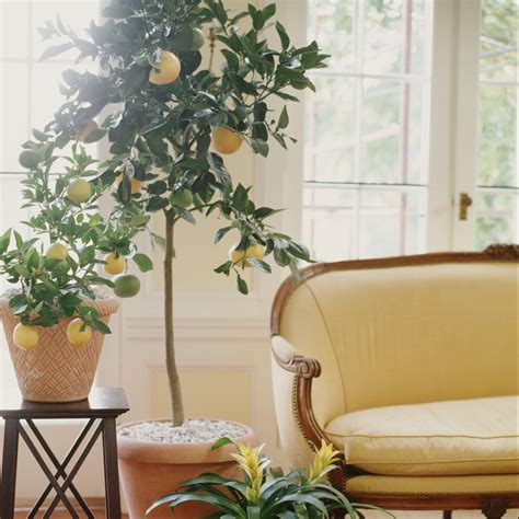 8 Best Indoor Fruit Trees | Fruits to Grow Indoors Year-Round