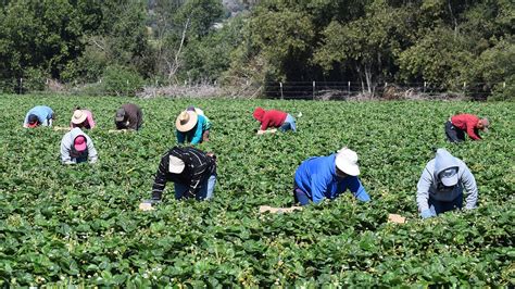 Labor Department boosts workplace protections for migrant agricultural workers | Fox News