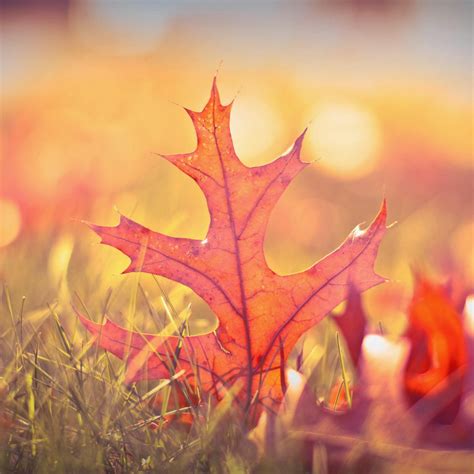 Autumn Orange Fall Leaf Macro iPad Air Wallpapers Free Download