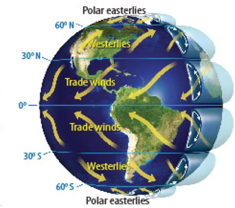 Mod 1- Geo: Westerlies, Polar easterlies, and Trade winds. :) PART 1 Diagram | Quizlet