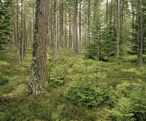 Pine forest, Scotland - Stock Image - E640/0737 - Science Photo Library