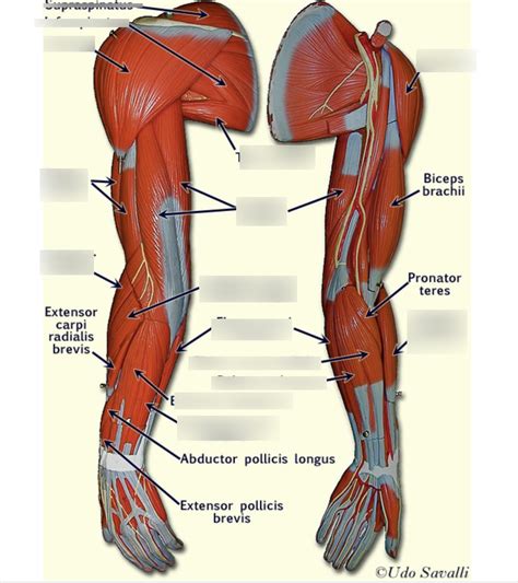 ANTERIOR & POSTERIOR MUSCLES OF THE ARM Diagram | Quizlet