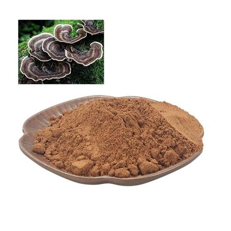 Turkey Tail Mushroom Extract - Turkey Tail Mushroom Powder Bulk - undersun