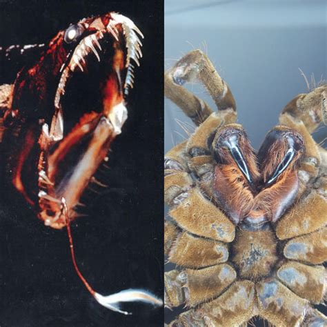 Bug Catcher - Goliath Birdeater: Urticating Hairs & Lethal Bites ...